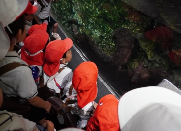 サラマンダー‼